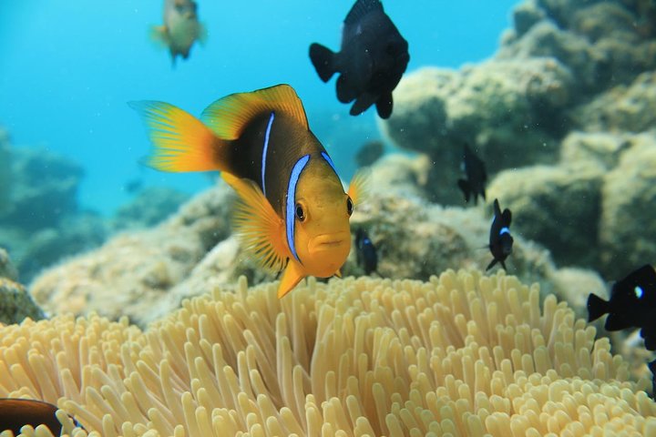 Aqua Safari prima immersione in casco (Scuba)