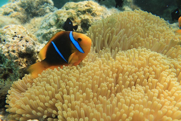 Aqua Safari prima immersione in casco (Scuba)