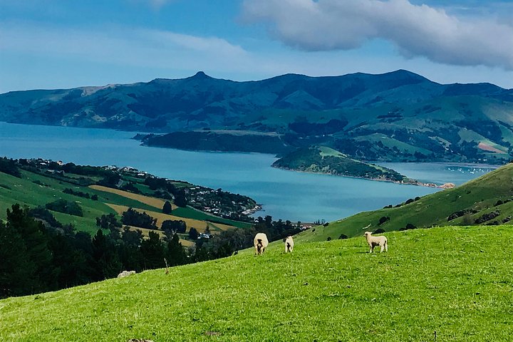 Akaroa Explorer- Guidet elcykeltur i Akaroa