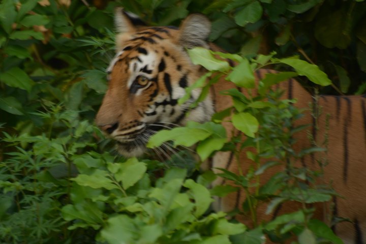 2 netter opphold i Dhikala Zone i Jim Corbett nasjonalpark