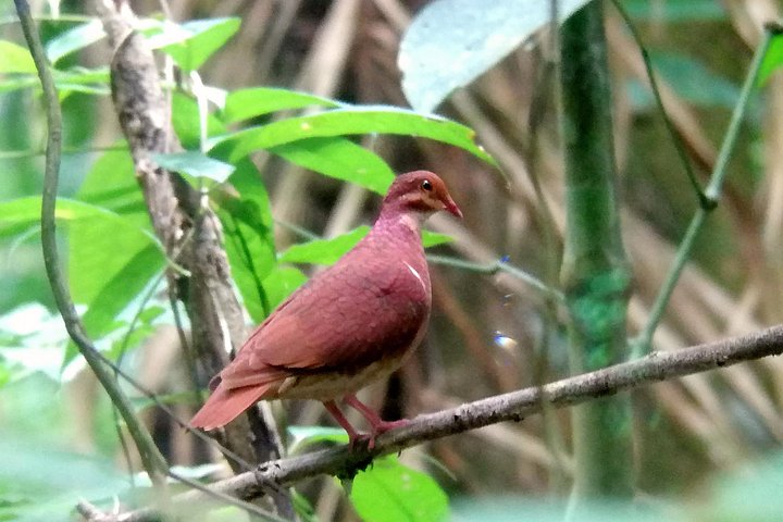 Birdwatching Experience in Los Planes - Drake Bay