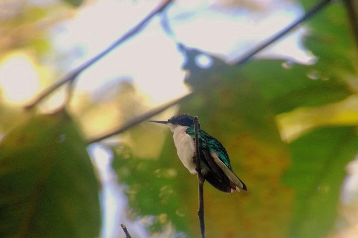 Birdwatching Experience in Los Planes - Drake Bay