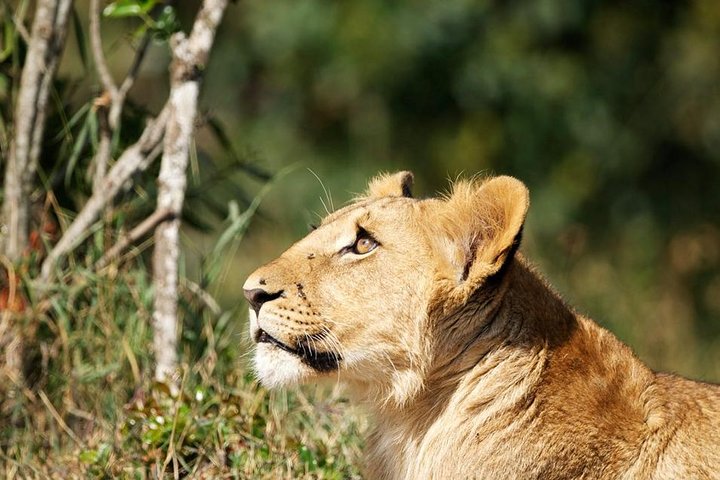 Vida selvagem e natureza em Nanyuki