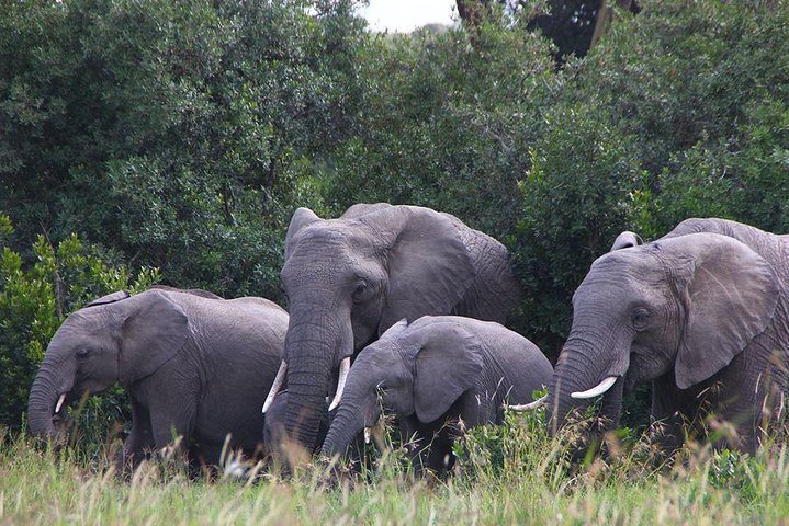 Vida selvagem e natureza em Nanyuki