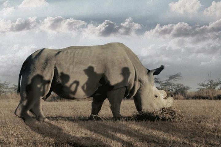 Vida selvagem e natureza em Nanyuki