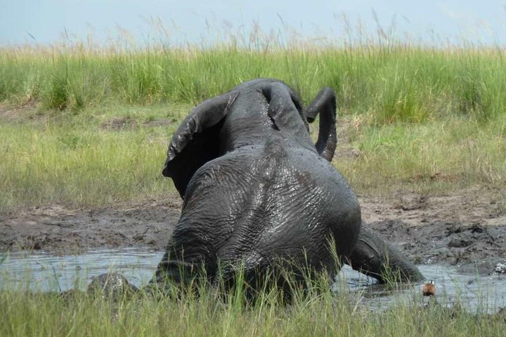 Madikwe Game Reserve Day Tour (Mindestteilnehmerzahl pro Buchung: 5 Personen)