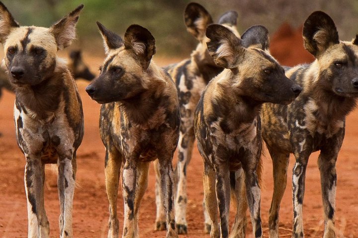 Madikwe Game Reserve Day Tour (Mindestteilnehmerzahl pro Buchung: 5 Personen)