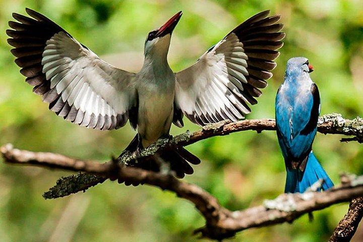 Madikwe Game Reserve Day Tour (Mindestteilnehmerzahl pro Buchung: 5 Personen)