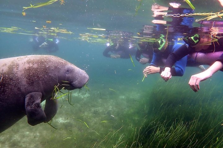 Il tour di snorkeling con lamantino 'OG' con Guida / fotografo in acqua