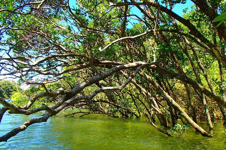 Mangrovekajakken om te genieten van de natuur in Okinawa