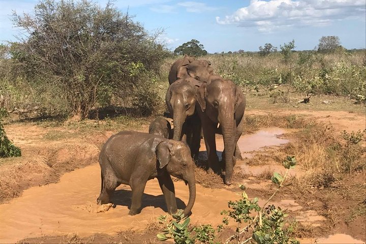 Tour di 8 giorni in Sri Lanka con autista privato e alloggi