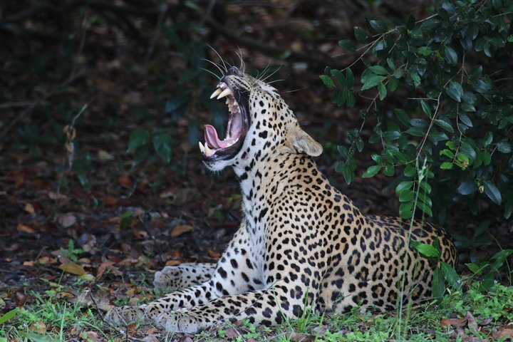 Tour di 8 giorni in Sri Lanka con autista privato e alloggi