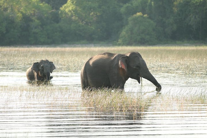 Tour di 8 giorni in Sri Lanka con autista privato e alloggi