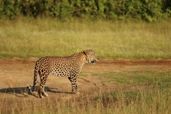 Tour di 8 giorni in Sri Lanka con autista privato e alloggi