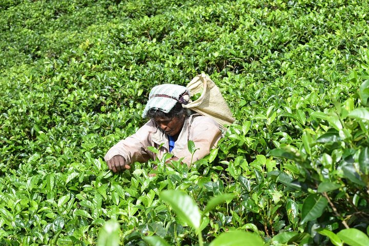 Tour di 8 giorni in Sri Lanka con autista privato e alloggi