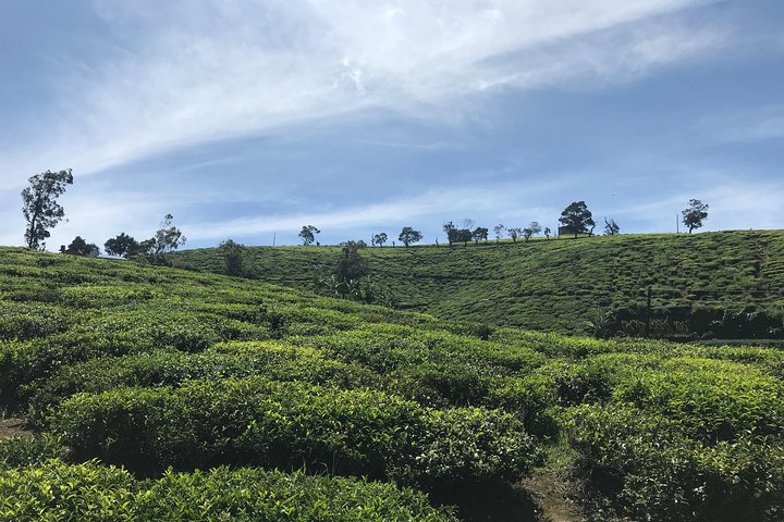 Tour di 8 giorni in Sri Lanka con autista privato e alloggi