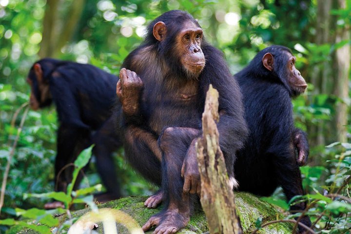 11 giorni: Tanzania e Safari in Ruanda (grande migrazione e mongolfiera)