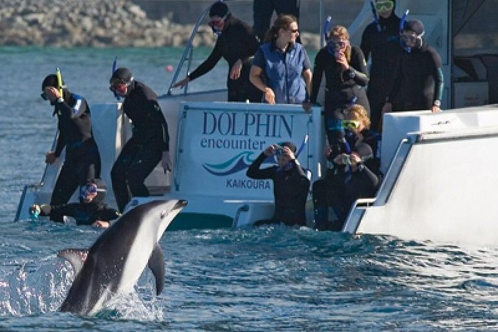 Kaikoura svømme med delfiner tur fra Christchurch