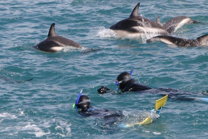 Kaikoura svømme med delfiner tur fra Christchurch