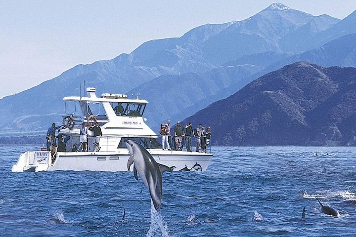 Kaikoura svømme med delfiner tur fra Christchurch