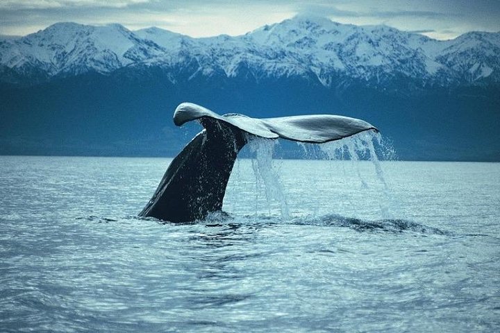 Tour de un día desde Christchurch para avistar ballenas en Kaikoura