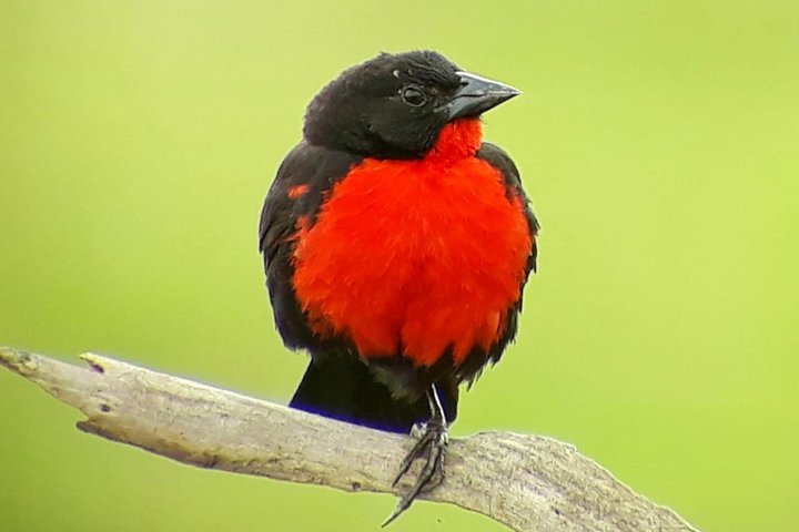 Tour guidato della foresta delle nuvole di Monteverde con Esperto naturalista