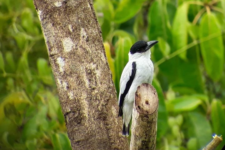 Tour guidato della foresta delle nuvole di Monteverde con Esperto naturalista