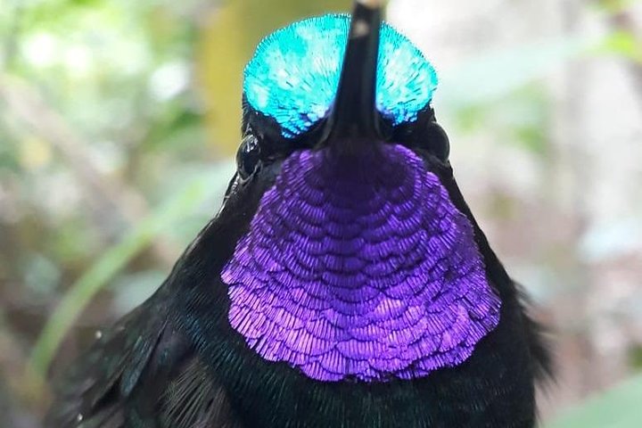 Tour guidato della foresta delle nuvole di Monteverde con Esperto naturalista