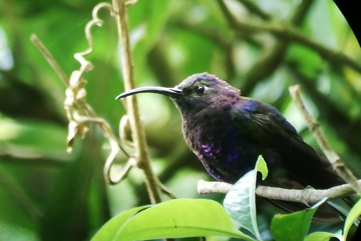 Tour guidato della foresta delle nuvole di Monteverde con Esperto naturalista