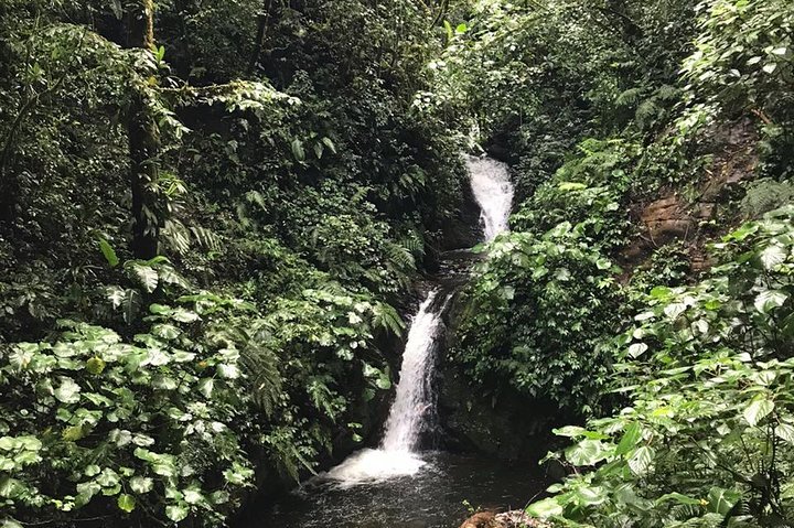 Tour guidato della foresta delle nuvole di Monteverde con Esperto naturalista