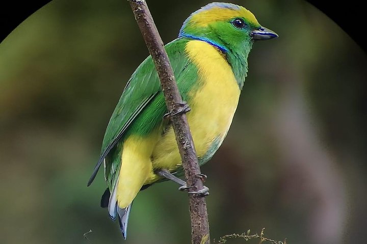 Tour guidato della foresta delle nuvole di Monteverde con Esperto naturalista