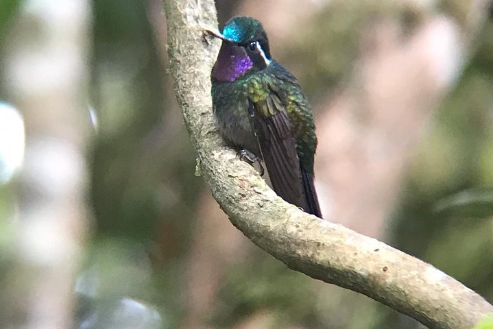 Tour guidato della foresta delle nuvole di Monteverde con Esperto naturalista