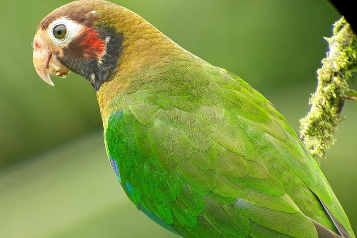Tour guidato della foresta delle nuvole di Monteverde con Esperto naturalista