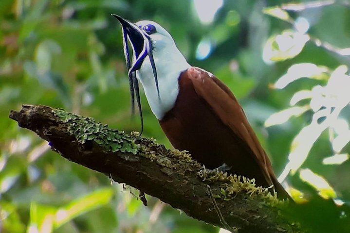 Tour guidato della foresta delle nuvole di Monteverde con Esperto naturalista