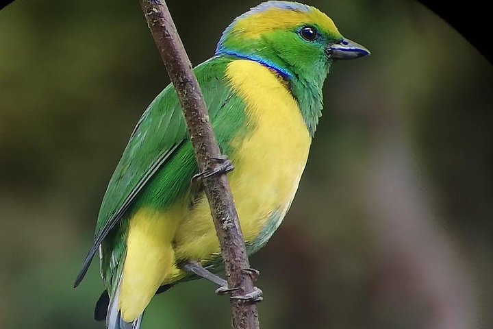 Tour guidato della foresta delle nuvole di Monteverde con Esperto naturalista