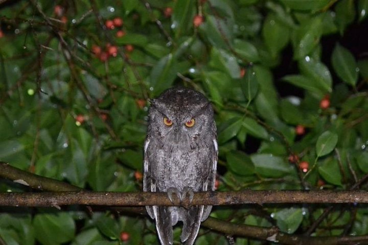 Tour guidato della foresta delle nuvole di Monteverde con Esperto naturalista