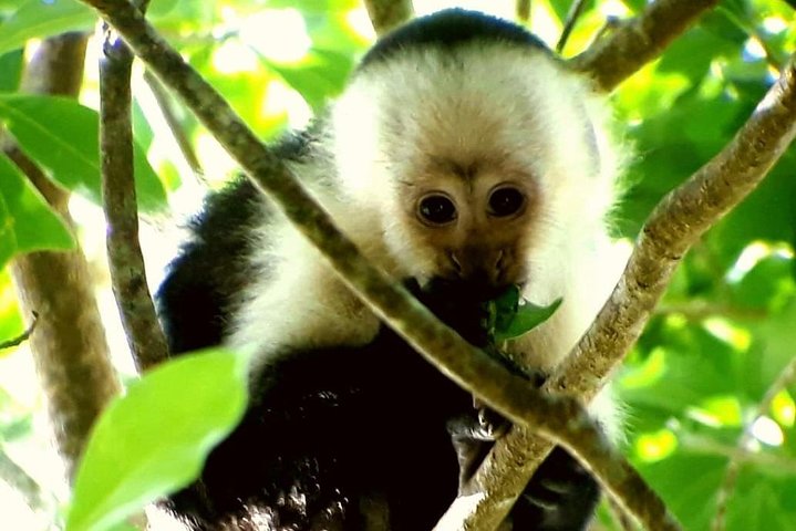 Tour guidato della foresta delle nuvole di Monteverde con Esperto naturalista