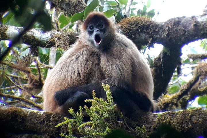 Tour guidato della foresta delle nuvole di Monteverde con Esperto naturalista