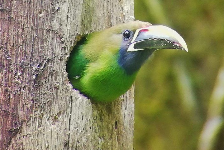 Tour guidato della foresta delle nuvole di Monteverde con Esperto naturalista