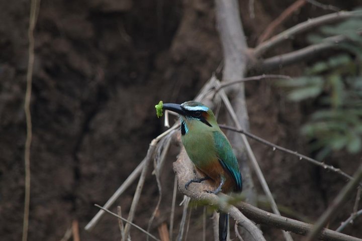 Tour guidato della foresta delle nuvole di Monteverde con Esperto naturalista