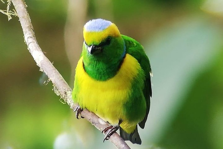Tour guidato della foresta delle nuvole di Monteverde con Esperto naturalista