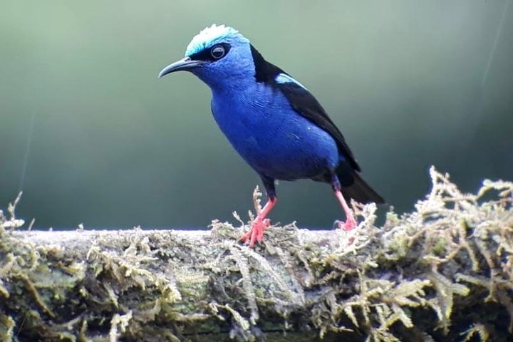 Tour guidato della foresta delle nuvole di Monteverde con Esperto naturalista