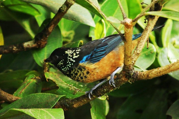 Tour guidato della foresta delle nuvole di Monteverde con Esperto naturalista