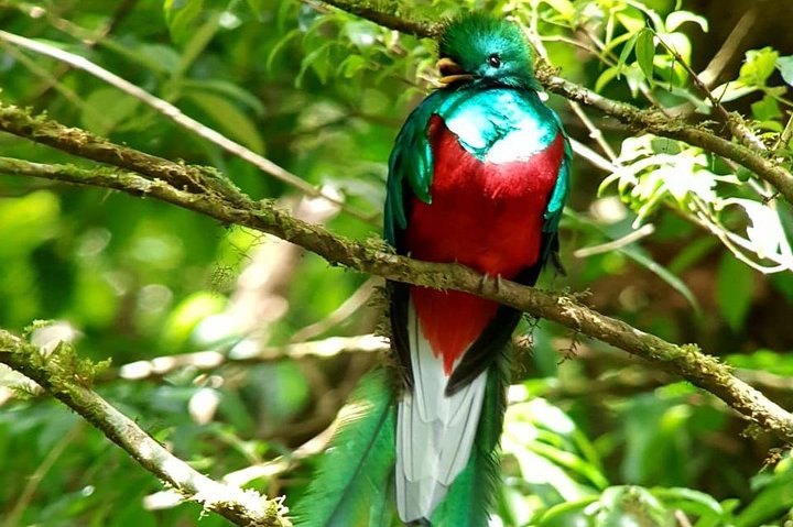 Tour guidato della foresta delle nuvole di Monteverde con Esperto naturalista