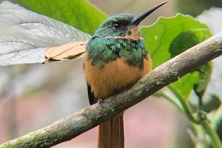 Tour guidato della foresta delle nuvole di Monteverde con Esperto naturalista