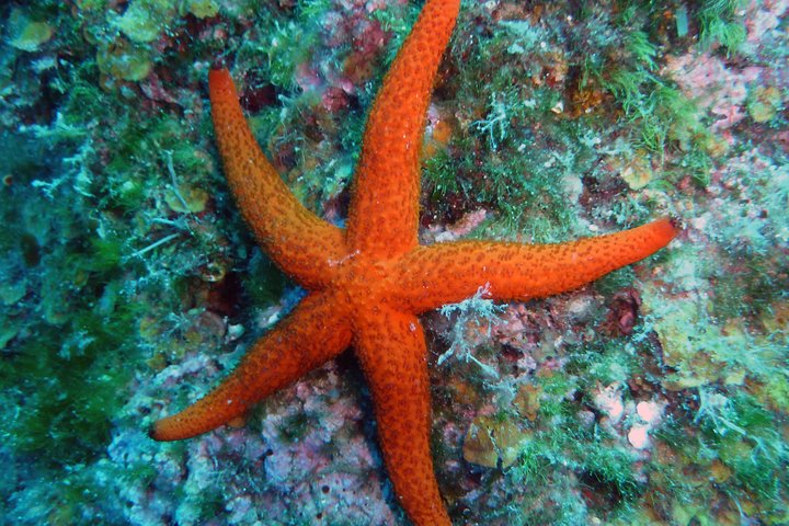 Nightsnorkeling