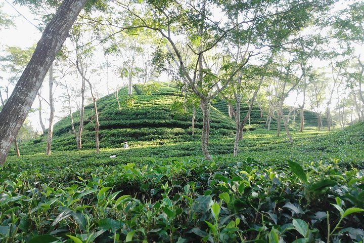 Recorrido por la naturaleza de Srimangal en el bosque y el jardín de té.