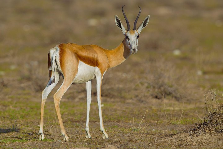6 DÍAS ETOSHA, SWAKOPMUND Y SOSSUSVLEI- NAMIBIA (Alojamiento)