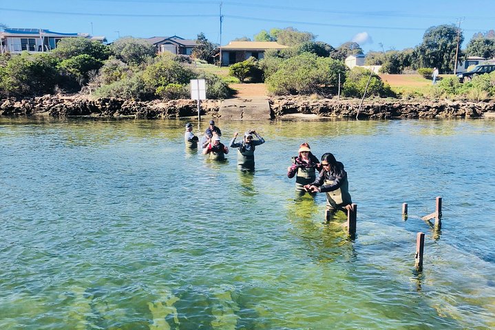 Tour di Oyster Farm con prelievo dall'hotel e ritorno da Port Lincoln