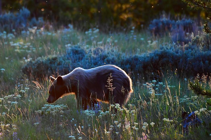 Osservazione privata dei lupi di Yellowstone e safari naturalistico + pranzo